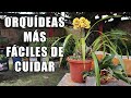 Orquídeas Más Fáciles de Cultivar || Orquiplanet