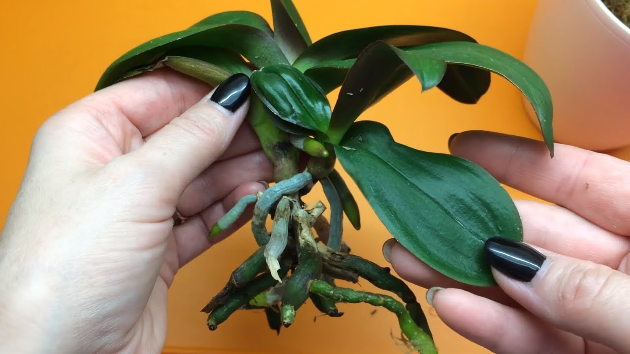 Детка орхидеи: что это такое?