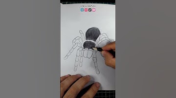 How to Draw a Tarantula 🕸 Step by Step