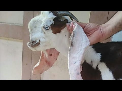 الماعز الزرايبي المصري