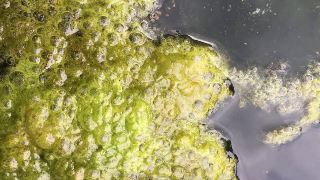 Learn from students about Godwin Middle School