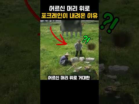 "뭐하는 짓이여?" 곡괭이질하던 어르신 옆으로 내려온 굴착기  #감동실화 #굴착기 #선행 #블랙박스 #실제상황 thumbnail