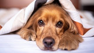 DOGS NOISE SOUNDS GROWLING WHINING RELAX FUN | LISTEN | WILL MAKE YOUR DOGS HAPPY AND JOY Part 7