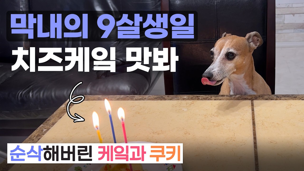 9살  생일을 맞은  저희집 막내  | 치즈케잌 선물 | 동물병원 멘테넌스