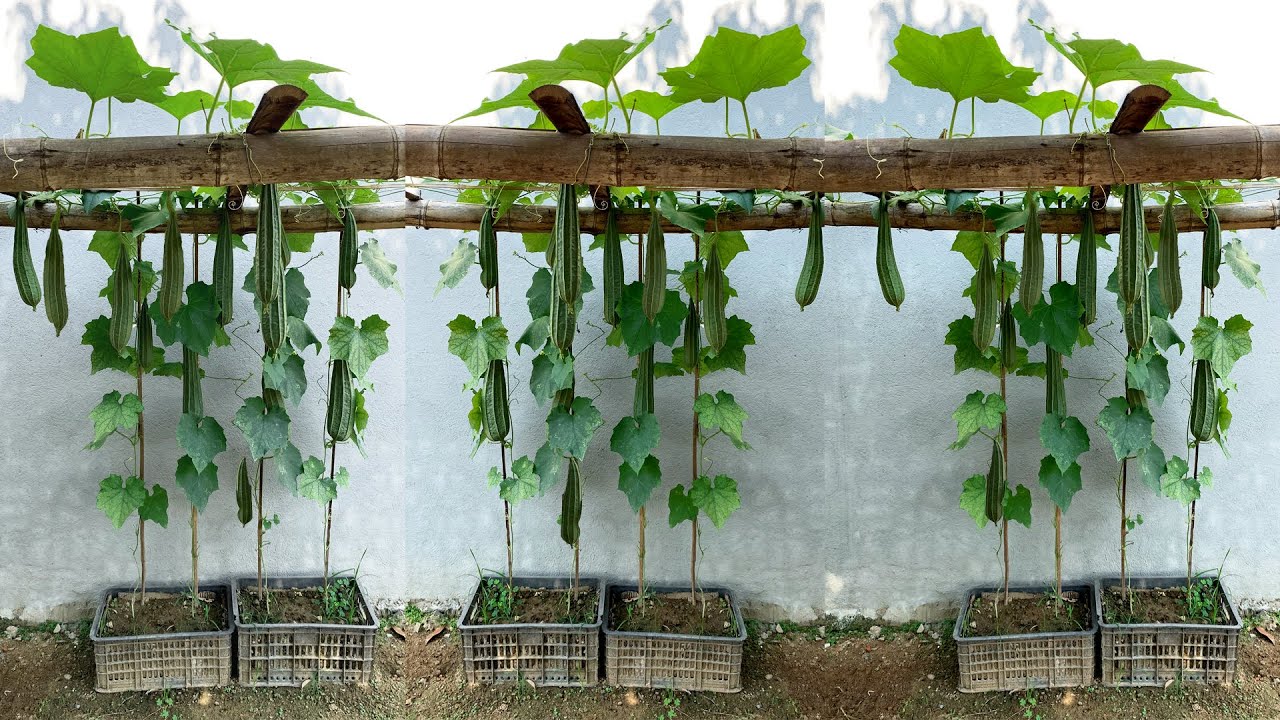 Выращивание люффы угловатой для многих фруктов в домашних условиях невероятно просто для новичков