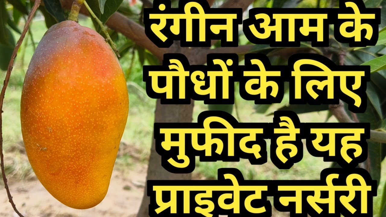 दशहरी, चौसा, गौरजीत, सेंसेशन, पूसा प्रतिभा के लिए सबसे मुफीद प्राइवेट ...