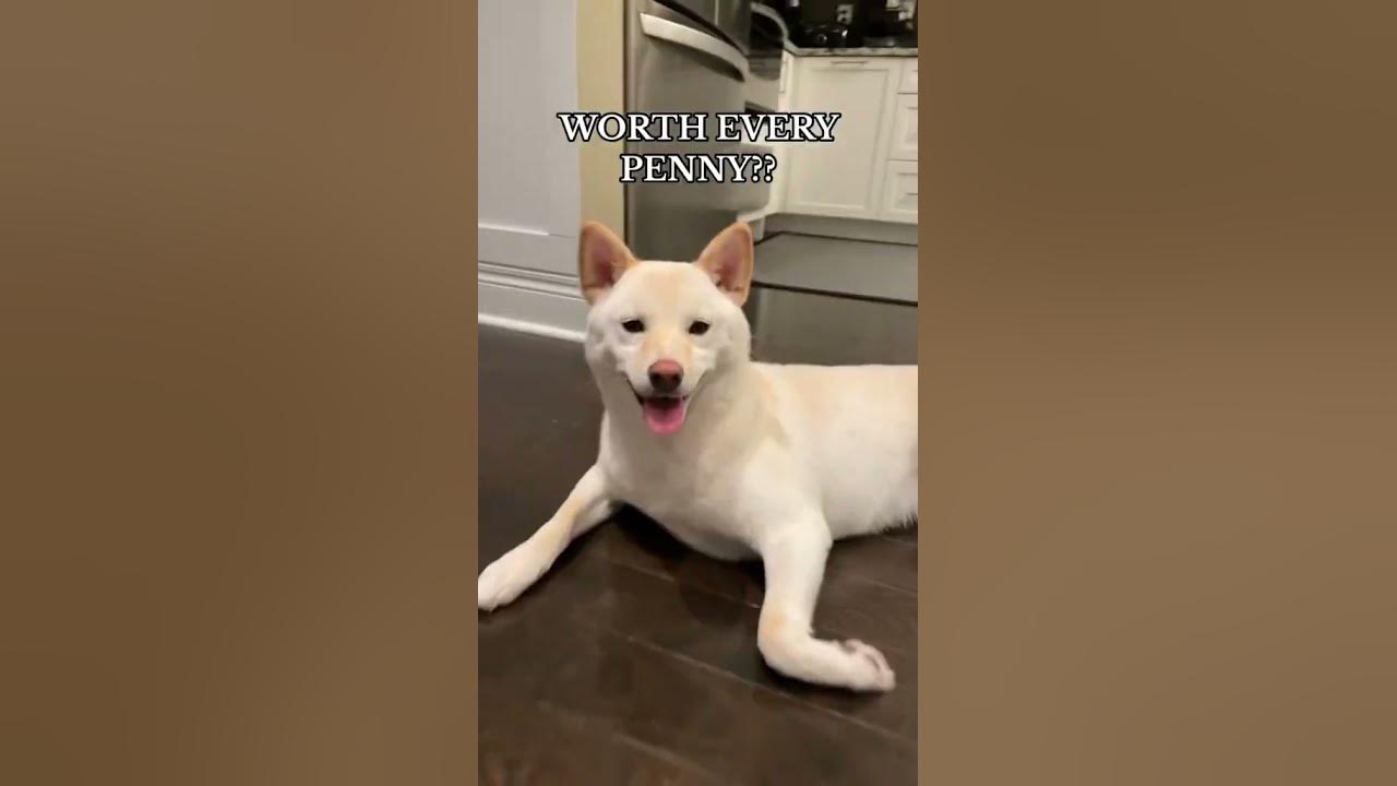 Mochi Is Worth Every Penny dog shiba cute shorts shibainu YouTube mochi-is-worth-every-penny-dog-shiba-cute-shorts-shibainu-youtube
