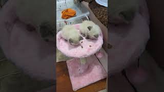 Munching Away On Treats