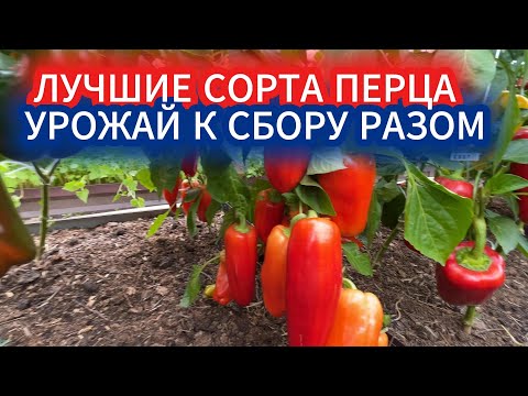 ПЕРЕЦ, КОТОРЫЙ СОЗРЕЕТ ОДНОВРЕМЕННО ВСЕЙ ГРЯДКОЙ ПО ЩЕЛЧКУ. ЛУЧШИЕ СОРТА СЛАДКОГО ПЕРЦА ДЛЯ УЛИЦЫ.