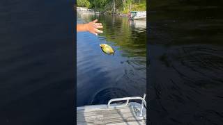 Kristi with a nice Crappie #pleasesubscribe #michigan #fishing #angler #