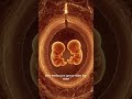 Dizygotic Twins | The Truth About Double Egg Pregnancy