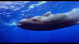 Swimming with a whale