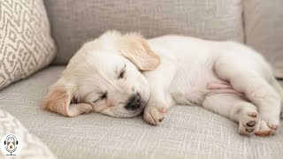 Soothing Music to Relax Your Dog! Calm Your Dog and Combat Anxiety! Sleep Music for Dogs