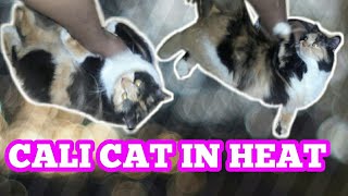 Calico Cat In Heat Behavior #catfunnyvideo by CL CAT LOVER 1,046 views 1 year ago 1 minute, 19 seconds