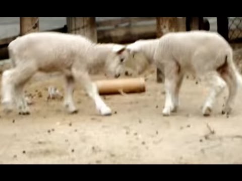 kawaii emoticons Pretty butt. Baby (one month after birth) of twin sheep.かわいい頭突き。双子のヒツジの赤ちゃん(生後一ヶ月)。