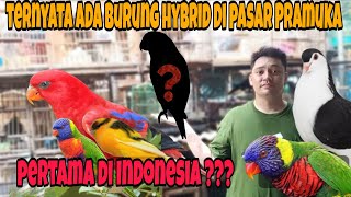 Ternyata ada burung hybrid di pasar pramuka || pertama di indonesia ??