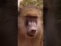 Alpha Male Survives Baboon War! #baboon #wildlife #lovenature