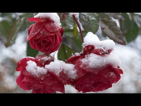 დეკემბრის დილა-Dekembris Dila-Декабрское Утро-December Morning