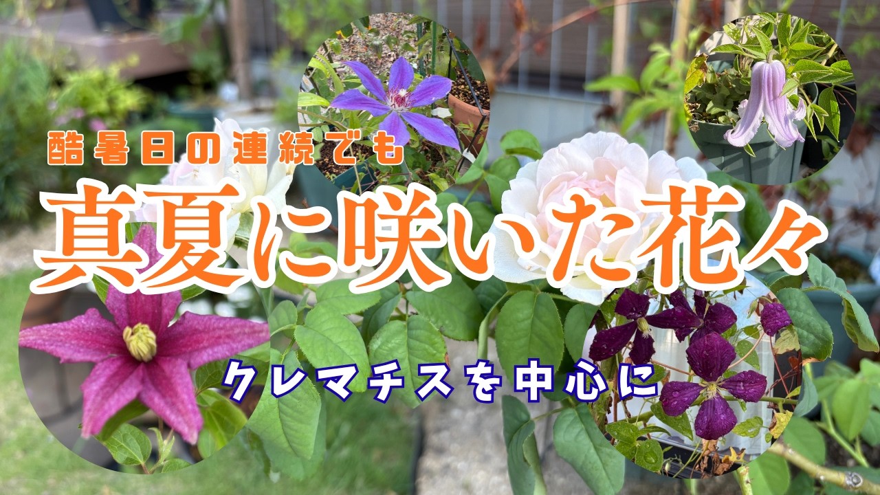Summer 2026] Flowers That Bloomed Through the Heatwave (Focusing