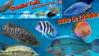 Download Lagu Cichlid Talk W/ Cichlid Stud Alex C: Intro To Cichlids