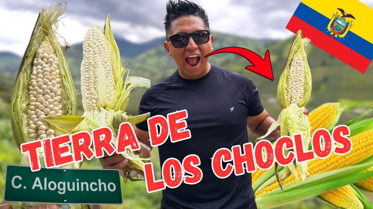 ALOGUINCHO-Tierra de productores de choclos. 😲más de 500 quintales al día.