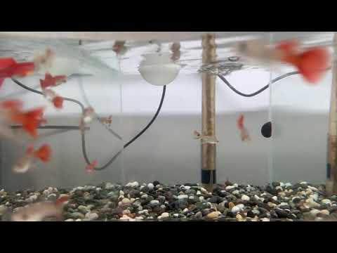 野生色美國大背（公）配全紅白子緞帶（母）50天子代緞帶表現記錄