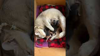 Chiku Rani Gives Birth To Three Baby 🍼🐈#like #shortvideo #cat #love