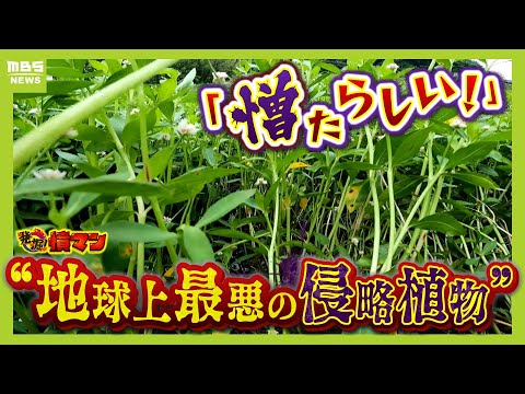 庭を守るために知っておくべき侵略的ツル7種の見分け方と対策