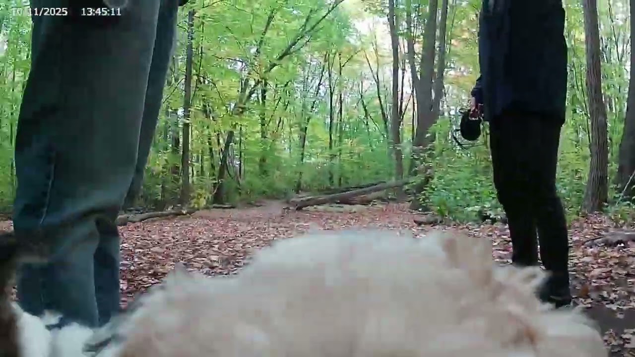 Dog POV walk in Hampton Park, Ottawa, Ontario.