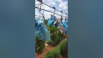 VIDEO VẬN CHUYỂN CHUỐI KHI THU HOẠCH