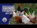 Why did the Chicken Cross the Road? Chickens and Forgotten History
