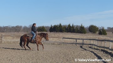 Classical Reylena - working the mechanical cow - ValleyViewRanch.net