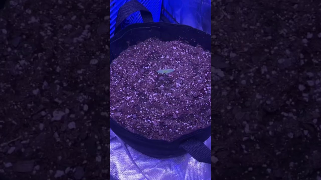 Mimosa auto from royal queen seeds!! I’m on week 4 an she’s striving