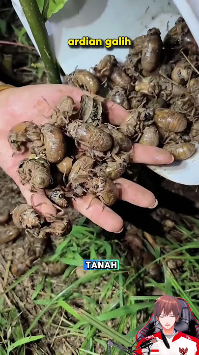 BUDIDAYA CICADA TONGGERET #cicada #garengpung #tonggeret #serangga #seranggaunik