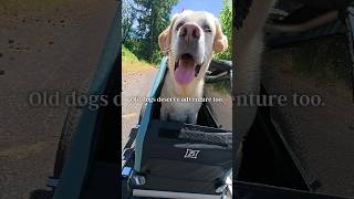 Older dogs deserve fun too!
