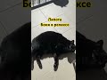 25.5.2026 БОНЯ 🐈⬛ +30 , тепло и ляпота такая