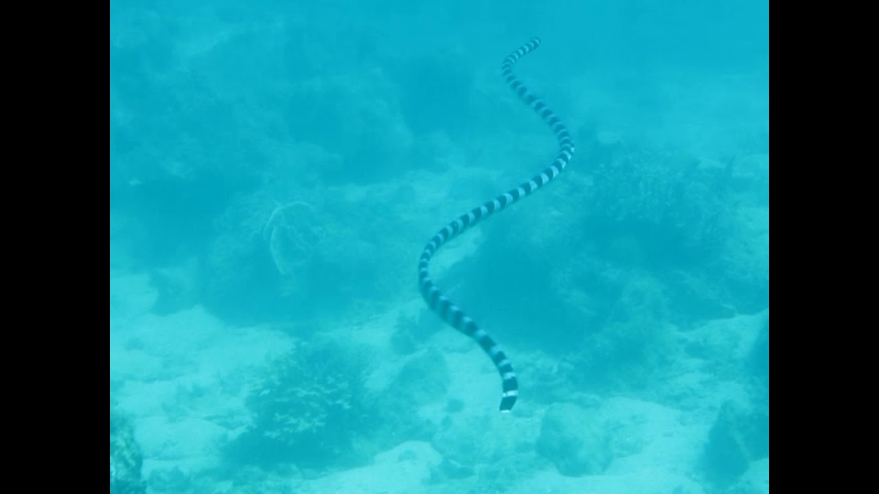 Желтогубый плоскохвост. Laticauda colubrina