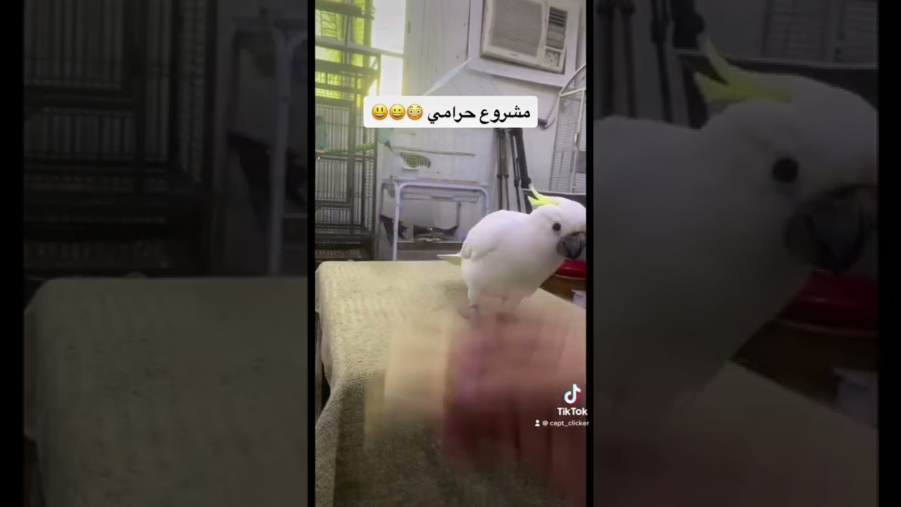 تطوير خدعة جلب الاشياء