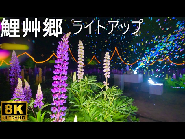 手づくり村鯉艸郷】光と花 Imagination Night 2026【青森県十和田市