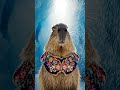 Capybara Graduation on Everest