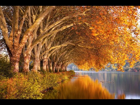 [CC]Andreas Scholl  Largo di Handel   Ombra mai fu   Aria da Xerxes HWV 40 countertenor Bonazeta YT
