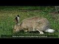 ياسر الحزيمي خداع المظاهر من أعمالنا في مجال انشاء الفيديو 