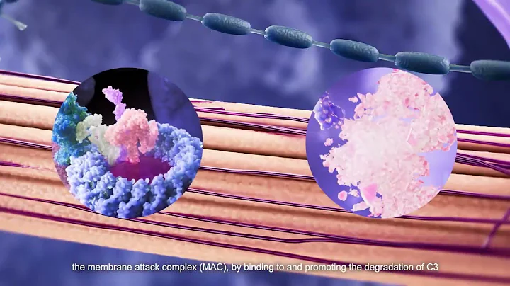 How does Immunoglobulin Therapy work in Autoimmune Diseases?