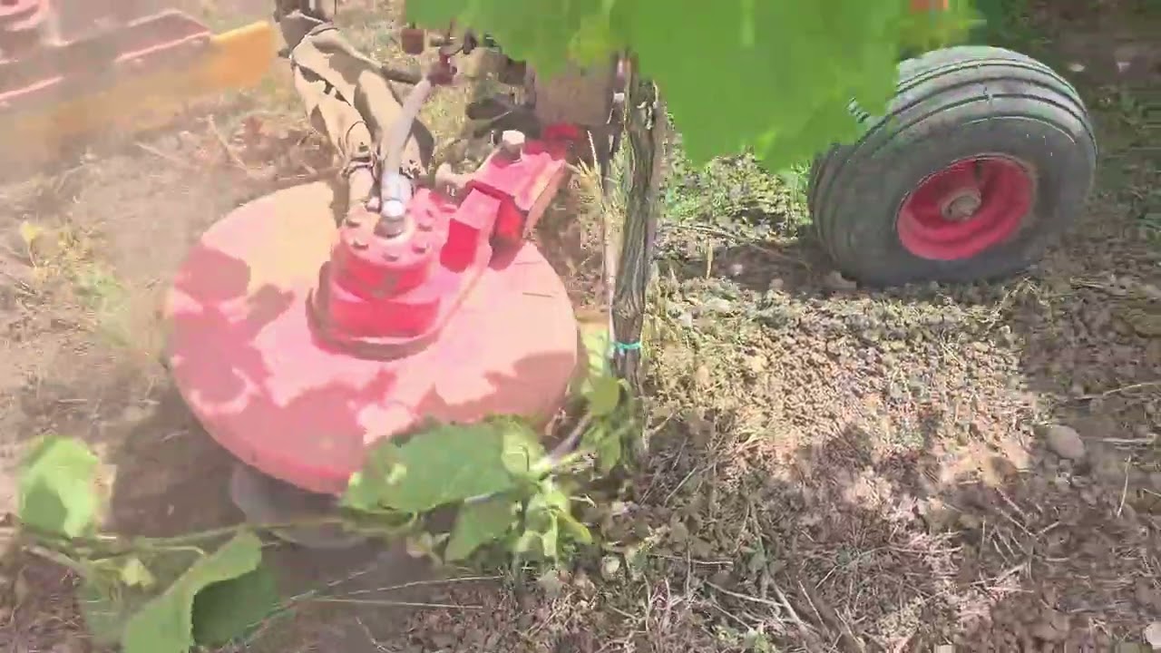 Boisselet Petalmatic. Rock hard ground. Taking out weeds.