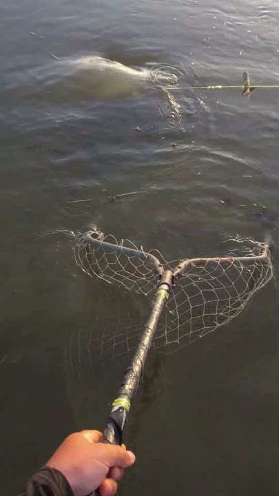 САЗАН ПОПАЛСЯ НА ЗАКИДУШКУ! #fishing #рыбалка #carp #carpfishing - YouTube