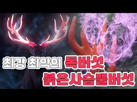 해독제가 없는 최악의 독! 붉은사슴뿔버섯! 방사능 피폭 증상을 만드는 버섯!