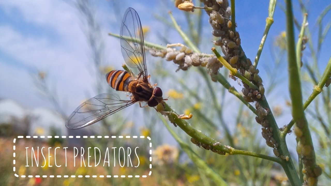 Ecosystem Predators Insect INSECT PREDATORS - YouTube