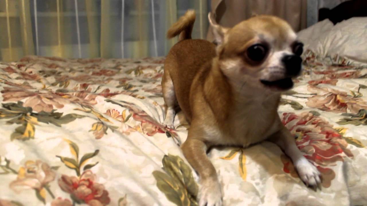 собака скалится. маленькая злая чихуахуа. злая собака чихуахуа. чихуахуа хуа злая. чихуахуа короткошерстные.