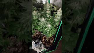 2x2x4 grow tent set up (Part2 the details) and day 41 flower update of the  gelato og kush - YouTube