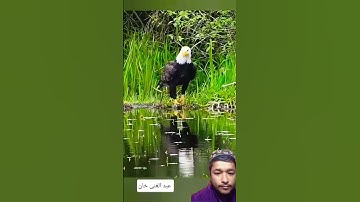 Surah AL-FALAQ - Egzon Ibrahimi (سورة العلق) #surah_alaq